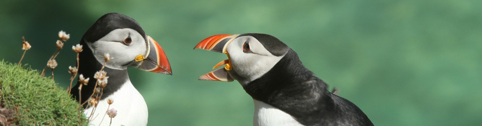 Puffins, Saltee Island, County Wexford