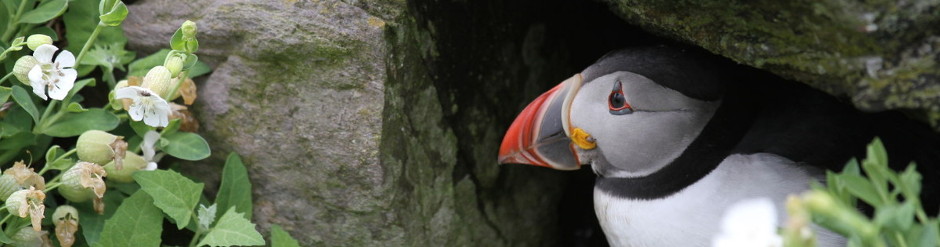 Puffin, Great Skellig, County Kerry